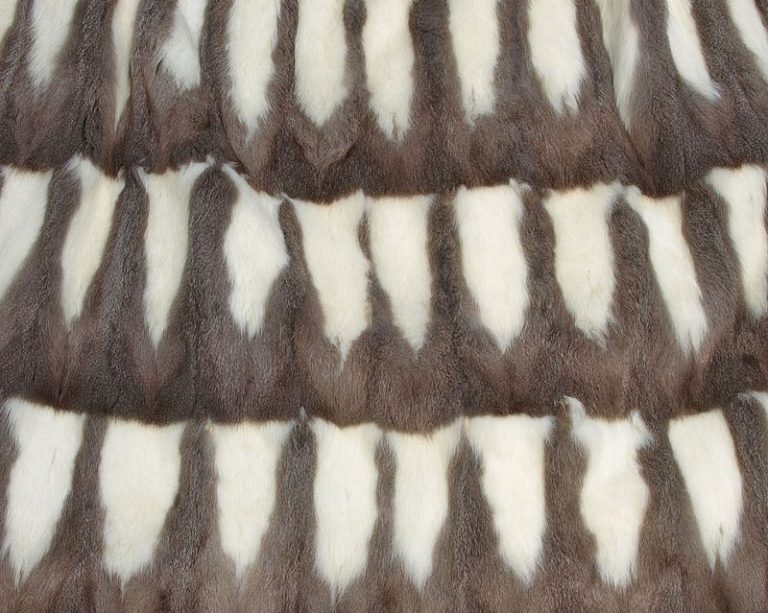 Pelliccia Ottenuta Con Le Pelli Di Karakul